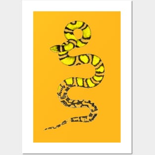 serpent,cobra,reptile,viper,venom,lizard,rattlesnake,king cobra Posters and Art